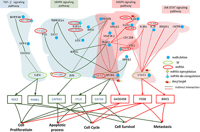 Role of miRNA regulation and DNA methylation on the mechanism of progression of HCC from stage III to stage IV.