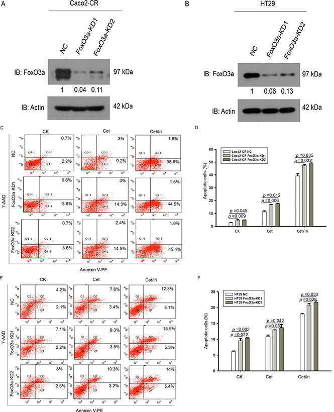 Knockdown of FoxO3a sensitized CRC-CR cells to cetuximab treatment.