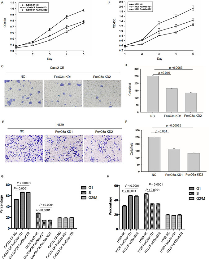 Knockdown of FoxO3a inhibited cell proliferation and migration ability in cetuximab resistant CRC cells.