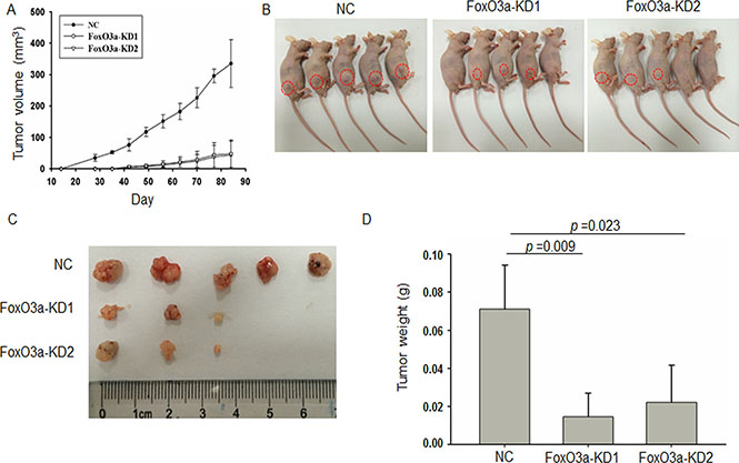 Knockdown of FoxO3a reduced tumorigenesis and growth in CRC animal model.