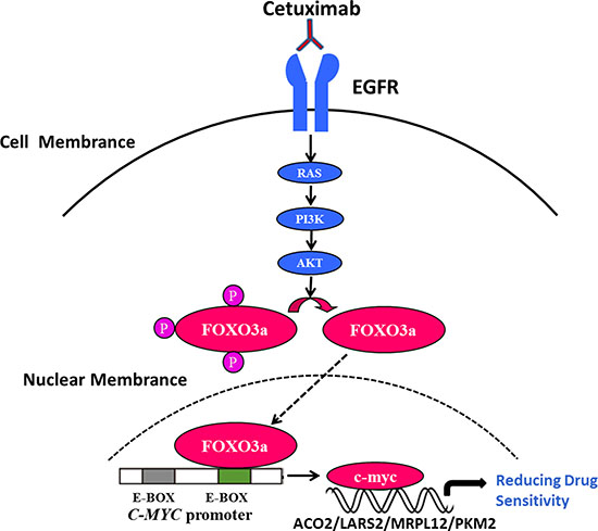 FoxO3a regulated c-Myc was important in cetuximab resistant cell proliferation, migration and survival in CRC.