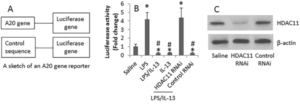 HDAC11 is involved in the inhibition of A20 gene activity by IL-13 in B cells.