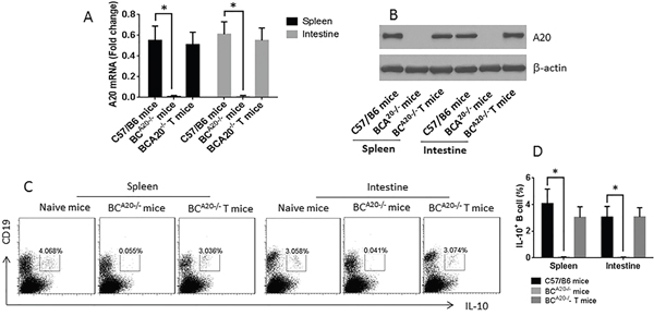 Assessment of IL-10 expression in B cells in the spleen and intestine of wild type mice and BCA20-/- mice.