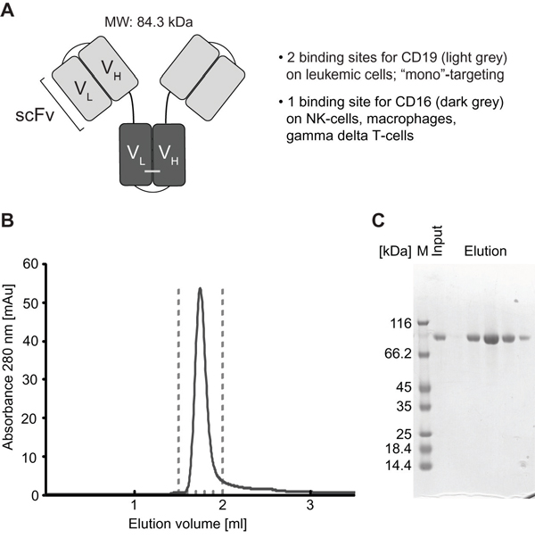 Structural characteristics and purification of triplebody SPM-1.