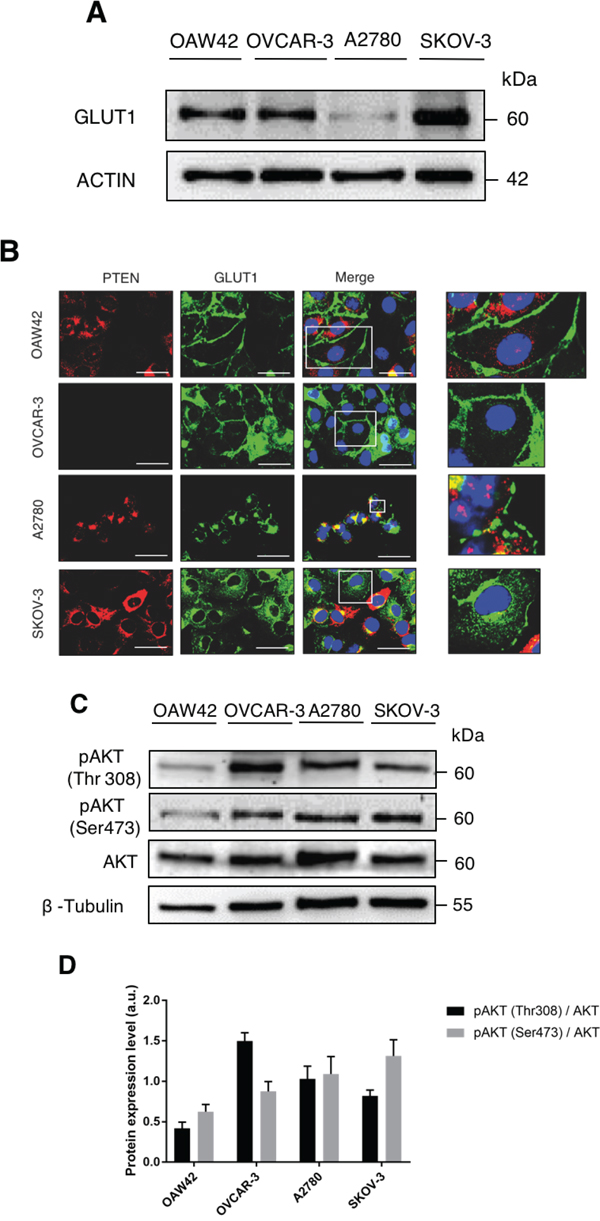 Active AKT promotes cell surface expression of GLUT1.