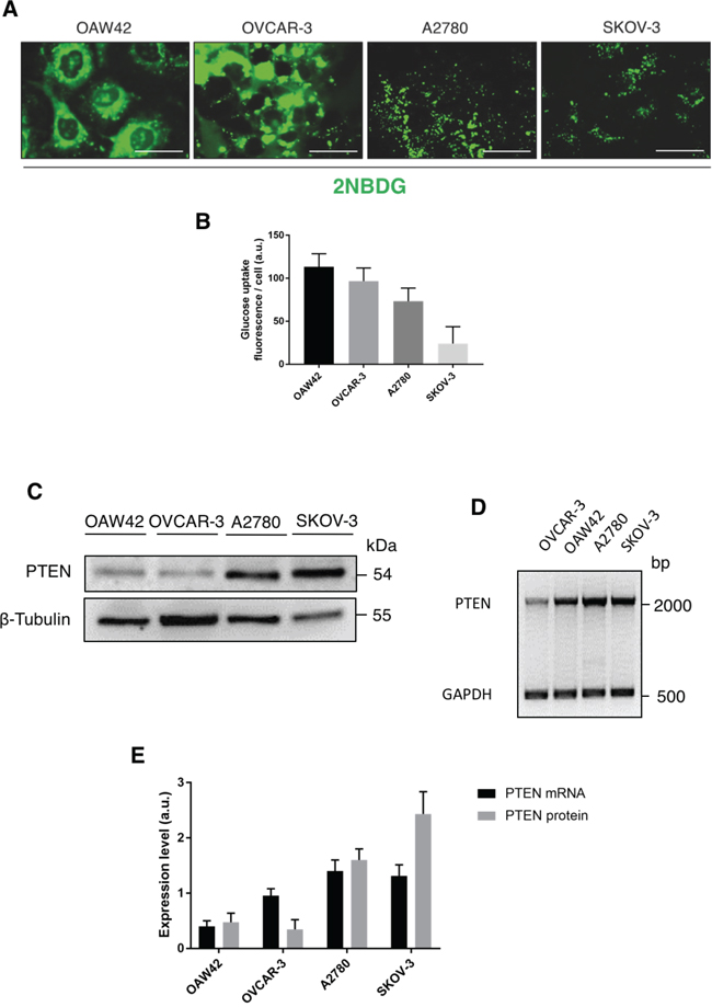 PTEN is directly involved in the regulation of glucose uptake.