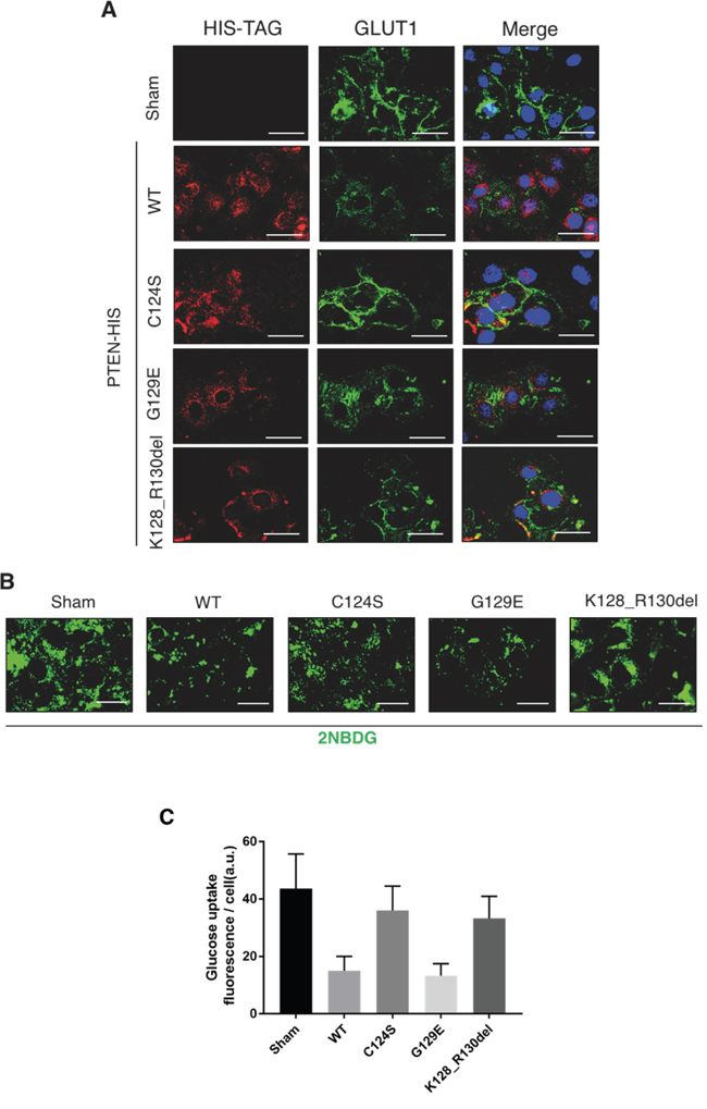 PTEN mutants devoid of protein phosphatase activity cannot prevent the cell surface expression of GLUT1.