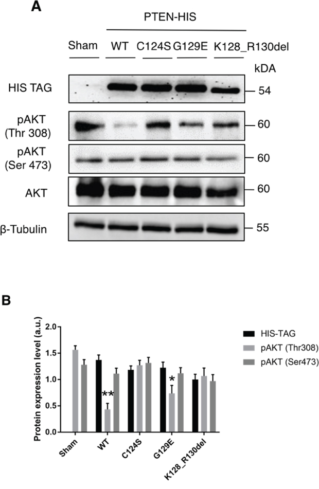 Transgenic re-expression of protein phosphatase endowed PTEN limits the activation of AKT in OVCAR-3 cells.