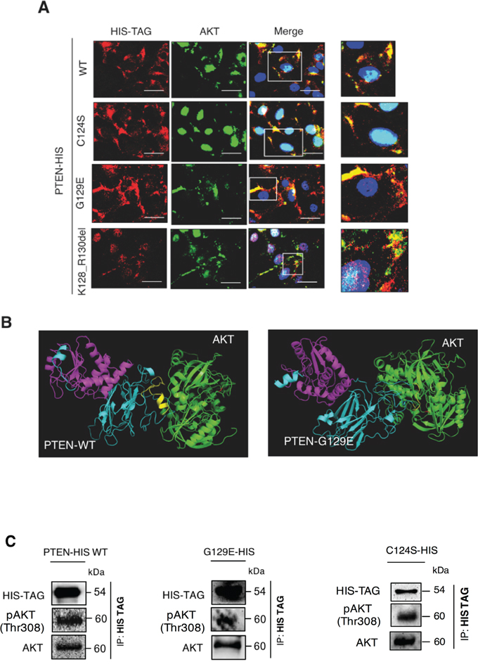 Wild type PTEN and G129E PTEN physically interact with AKT.