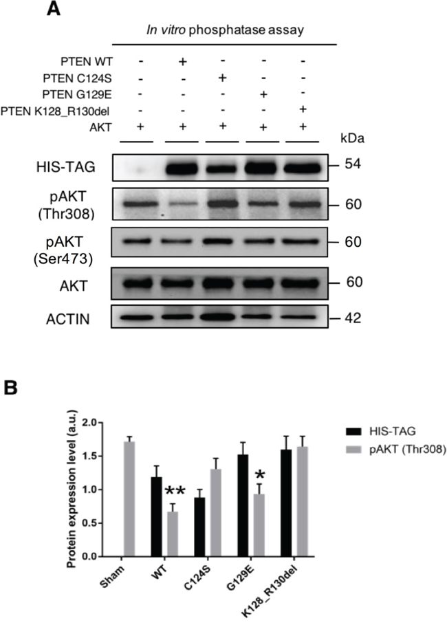 &lsquo;In vitro&rsquo; dephosphorylation of AKT at threonine 308 by PTEN.
