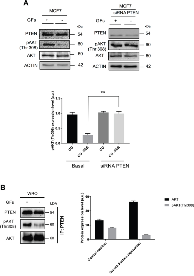 Growth factors affect the interaction of PTEN-AKT and the dephosphorylation of AKT.