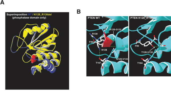 Prediction model of the structural alterations in K128_R130del PTEN mutant.