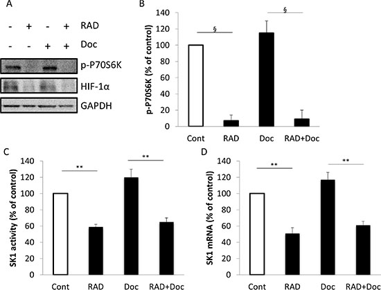 RAD001 decreases P70S6K phosphorylation, HIF-1&#x03B1; protein levels, SK1 expression and activity.