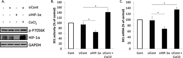 Regulation of basal SK1 expression/activity by HIF-1&#x03B1;.