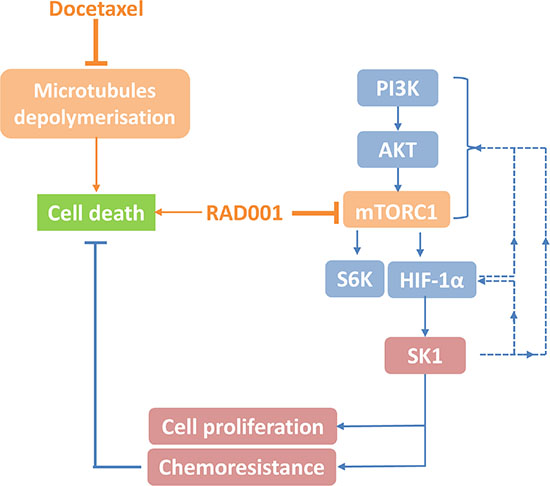 Schematic representation of proposed mTOR/HIF-1&#x03B1;/SK1 pathway and its role in docetaxel chemosensitization in prostate cancer.