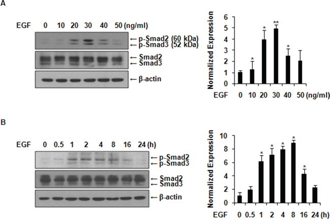 EGF activates Smad2/3 in MCF-7 cells.