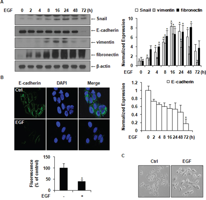 EGF induces the expression of Snail and EMT markers in MCF-7 cells.