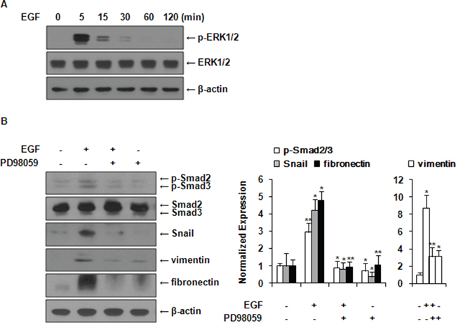 EGF induces activation of Smad2/3 and expression of EMT markers via ERK1/2 signaling pathway.