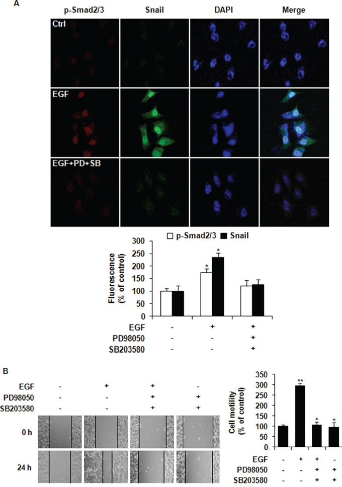 EGF induces nuclear co-localization of phospho-Smad2/3 and Snail and the migration of MCF-7 cells.