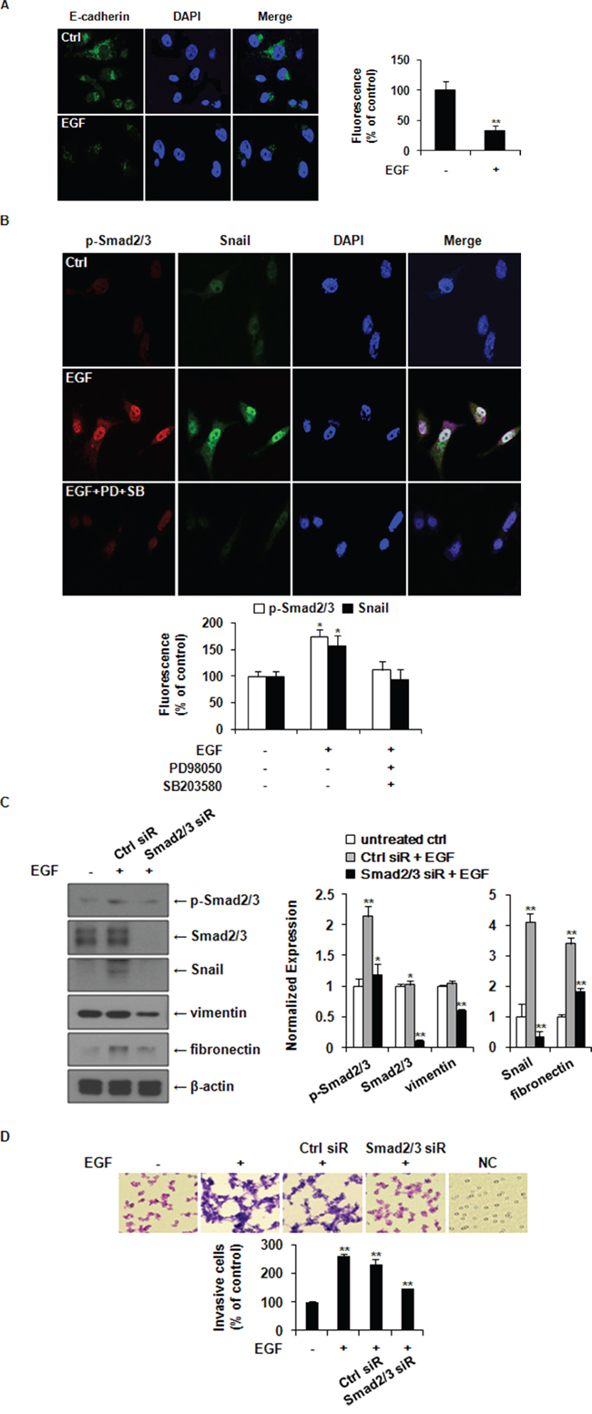 EGF induces EMT through ERK1/2-phospho-Smad2/3-Snail signaling pathway in MDA-MB-231 breast cancer cells.