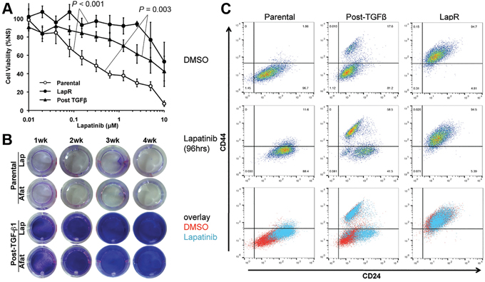 TGF-&#x03B2;-induced EMT primes cells to be inherently drug resistance.