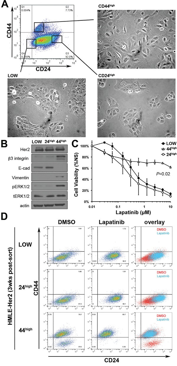 Her2 inhibition only targets a CD44low/epithelial cell population.