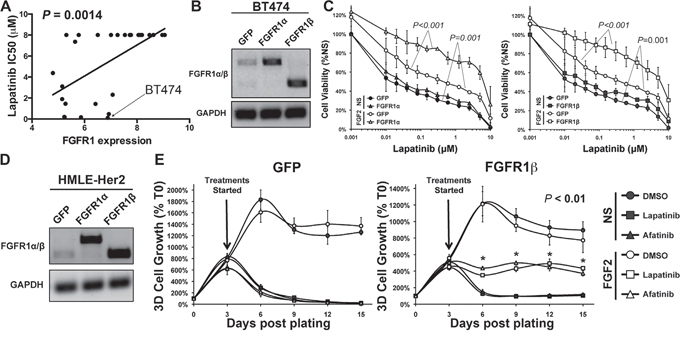 FGFR1:FGF2 signaling is sufficient to drive resistance to ErbB inhibition.