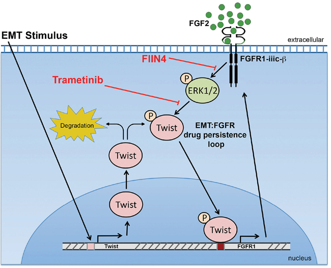 A Schematic representation of how FGFR signaling is bolstered following induction of EMT.