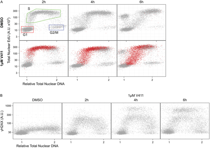 DNA damage induced by Chk1 inhibition is restricted to S-phase cells.