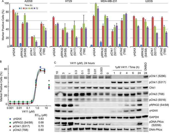 Chk1 inhibition activates the ATR/ATM/DNA-PKcs DNA damage response pathways.