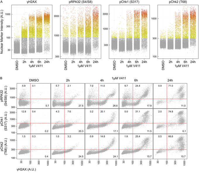 Phosphorylation of H2AX on Serine 139 is an early event following Chk1 inhibition and occurs concurrently with downstream DDR signaling.