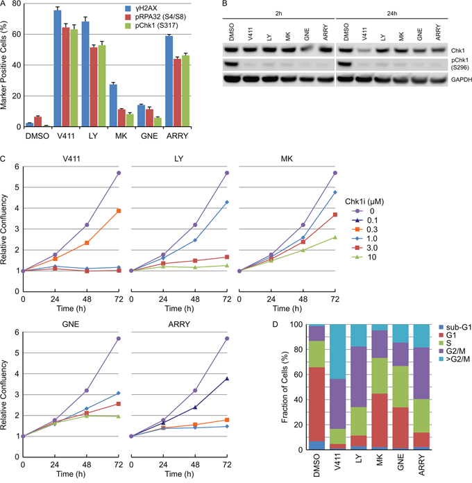 Various Chk1 inhibitors induce DNA damage and permanent DNA damage-induced cell cycle arrest.