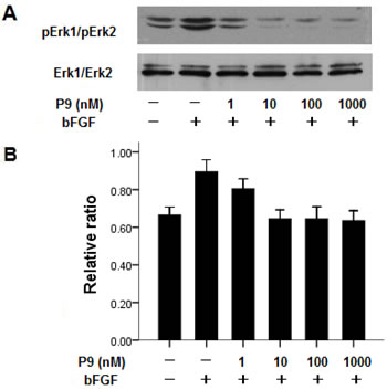Synthetic P9 peptides inhibit bFGF-induced MAP kinase activation.
