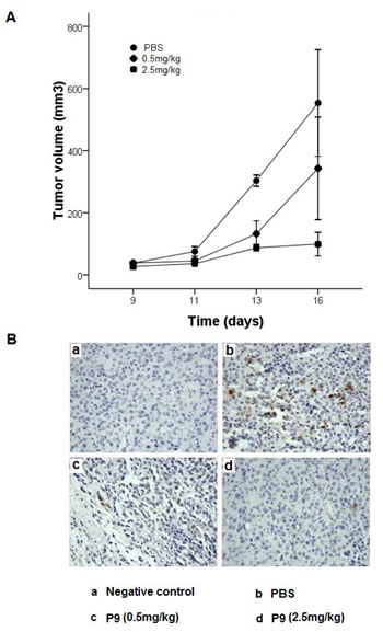 Synthetic P9 peptides inhibit the growth of the murine melanoma B16-F10 cells in mice.