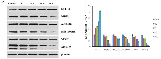 Effect of POC on the protein expression of SSTR2, MDR1, VEGF, MMP-9, &#x03B1;-tubulin and &#x03B2;III-tubulin in tumor tissues.