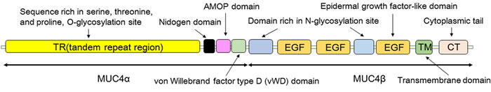 A schematic view of the MUC4 protein architecture.