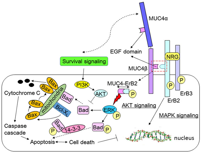 The functions and roles of MUC4 in various signaling transduction pathways.