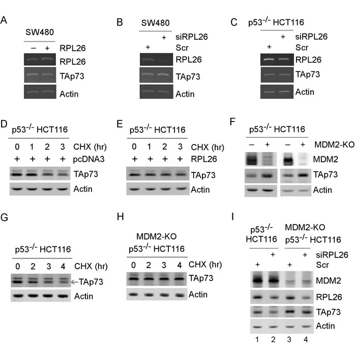 RPL26 modulates TAp73 protein stability in part