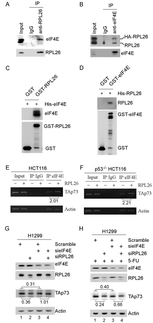 RPL26 modulates eIF4E to regulate p73 mRNA translation