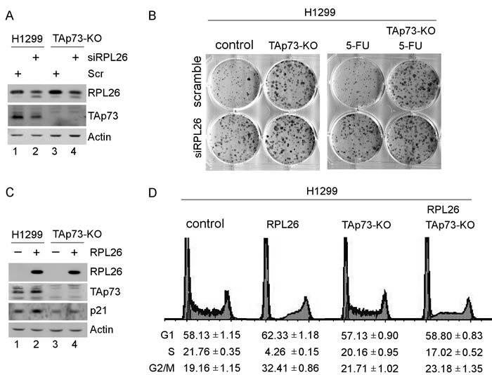 RPL26 regulates cell proliferation in a TAp73-dependent manner.