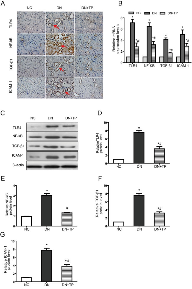 Triptolide improves renal inflammation in DN rats.
