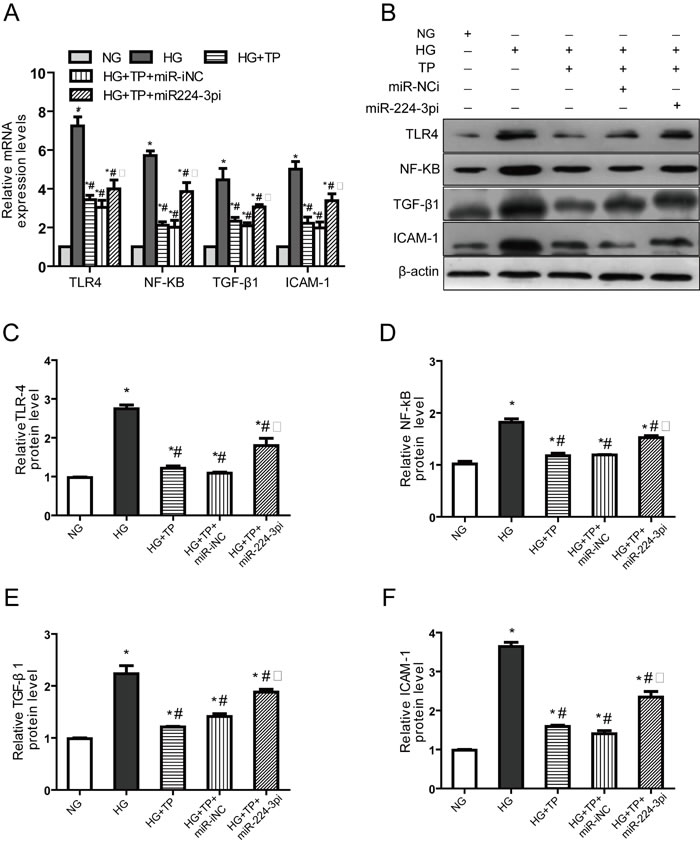 Downregulation of miR-224-3p expression reversed the anti-inflammatory effects of triptolide.