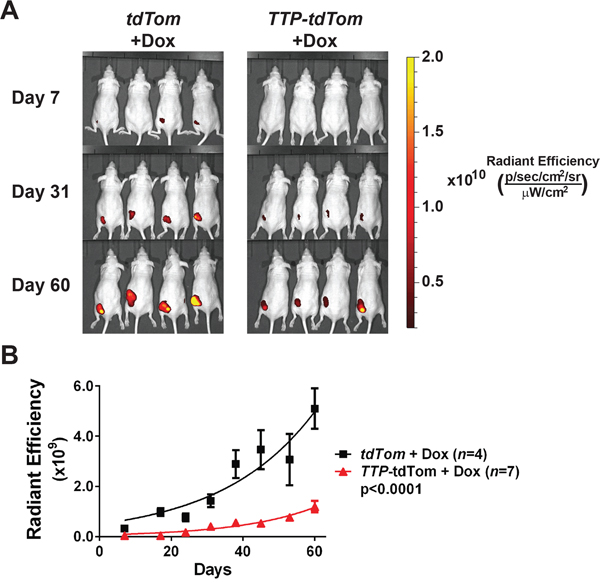 TTP impairs the tumorigenicity of PC-3 cells.