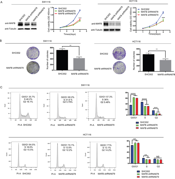 MAFB knockdown suppresses CRC cell proliferation through cell cycle dysregulation.