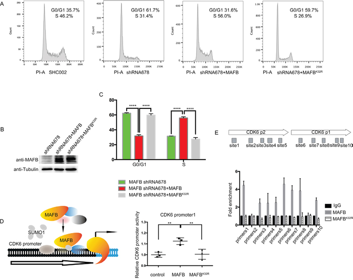 MAFB SUMOylation promotes CRC cell proliferation.