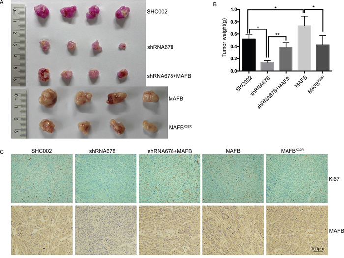 Sumoylated MAFB promotes tumor formation in nude mice.