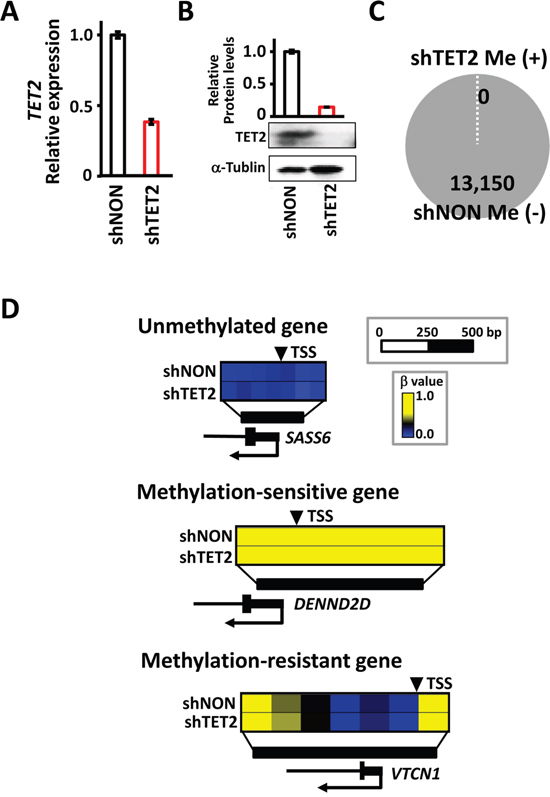 No methylation induction by TET2 knockdown itself, without EBV infection.