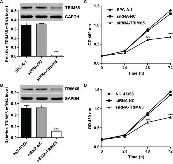 Knockdown of TRIM65 inhibits cell proliferation of human lung cancer cell lines.