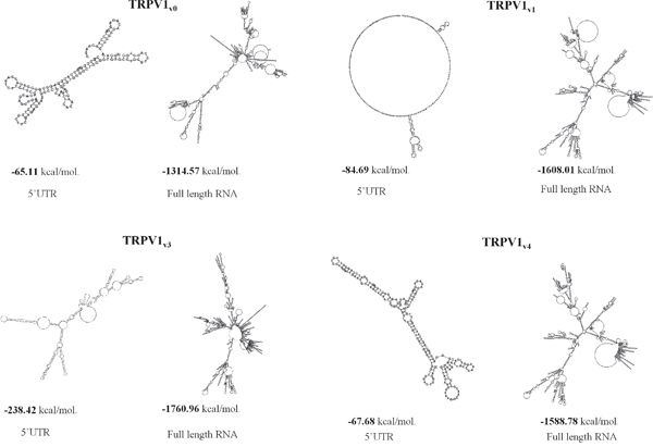 Secondary structure and free-energy value of the TRPV1 5&#x2019;UTR variants and full-length sequences.