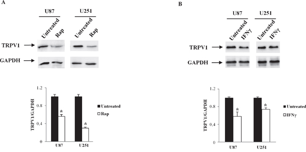 TRPV1 translation regulation by Rap and IFN&#x03B3; in glioma cell lines.